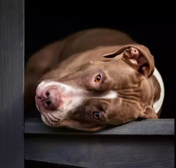 Pitbull Surrender: A Guide to Surrendering Your Dog